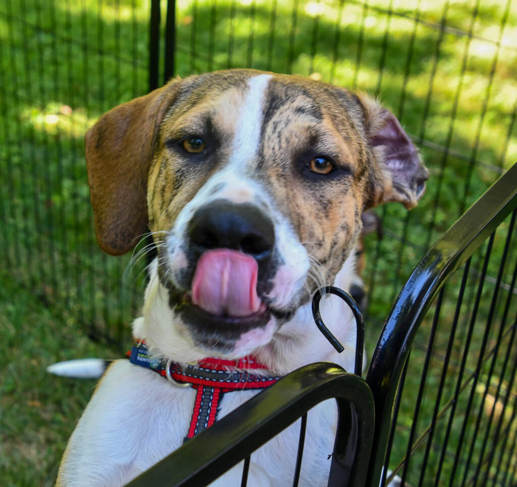 Image 11 Camp Happy Tails Rescue NYC third Annual Poolside Fundraiser