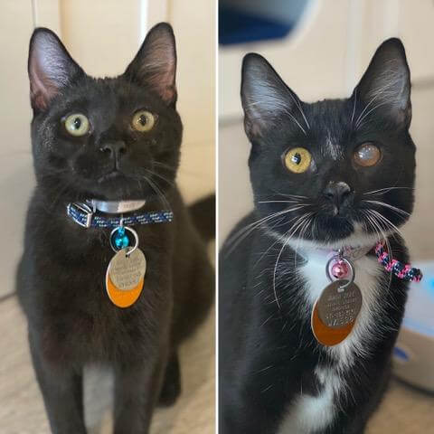 Binx and Stella