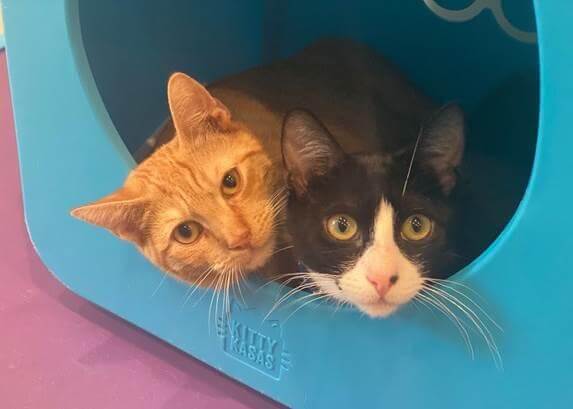 Buttercup and Genie