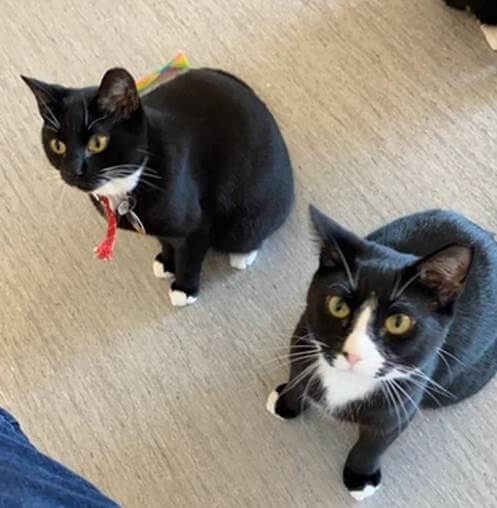 Felix and Oreo