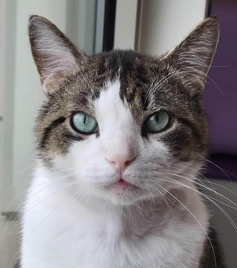 Yoda