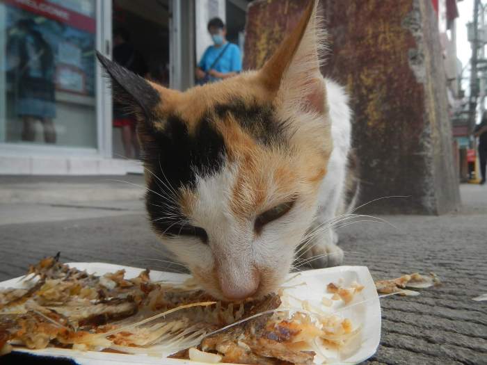 Cats 4