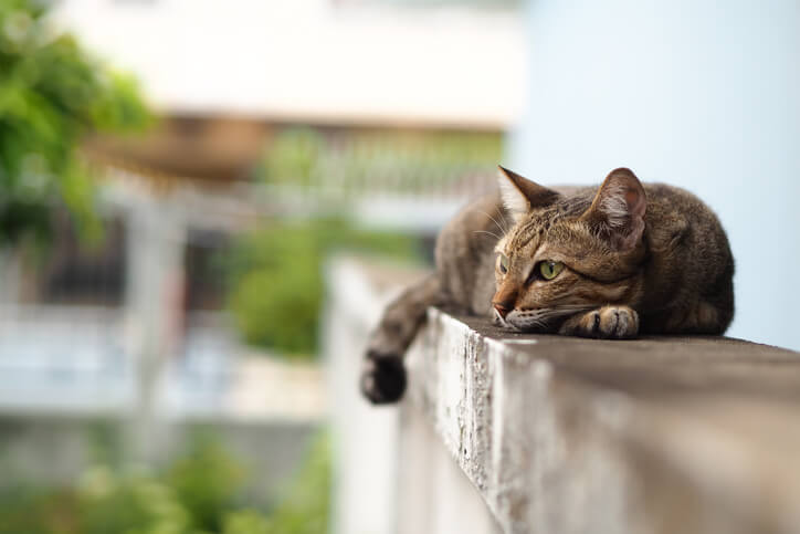 Cats 3