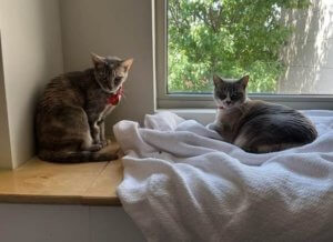 Piper and Pear