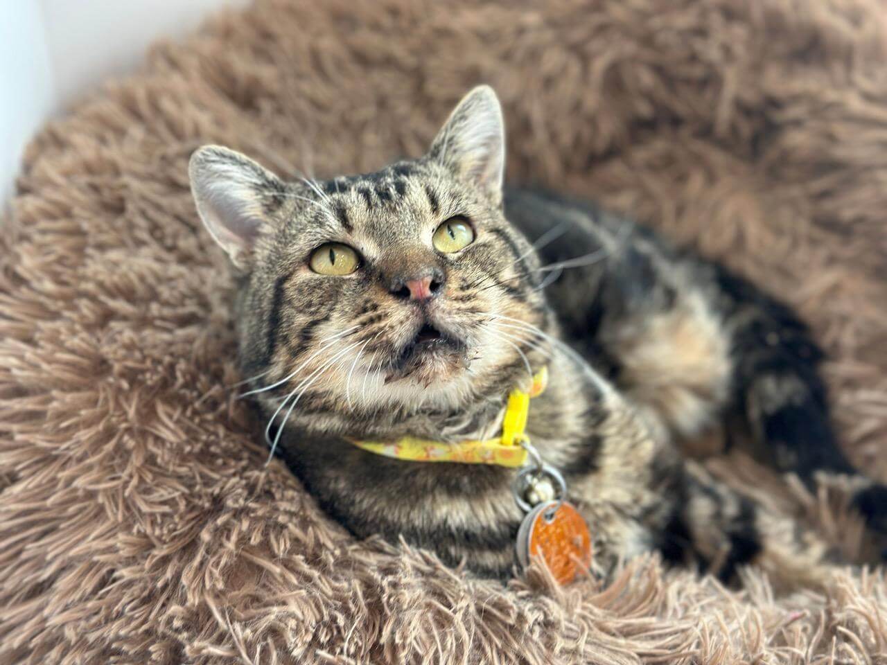 Apollo