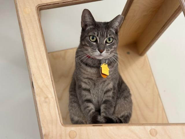 Cleopatra