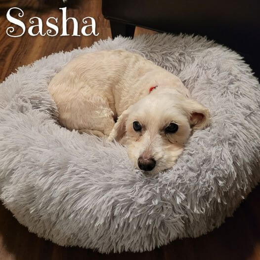 Sasha