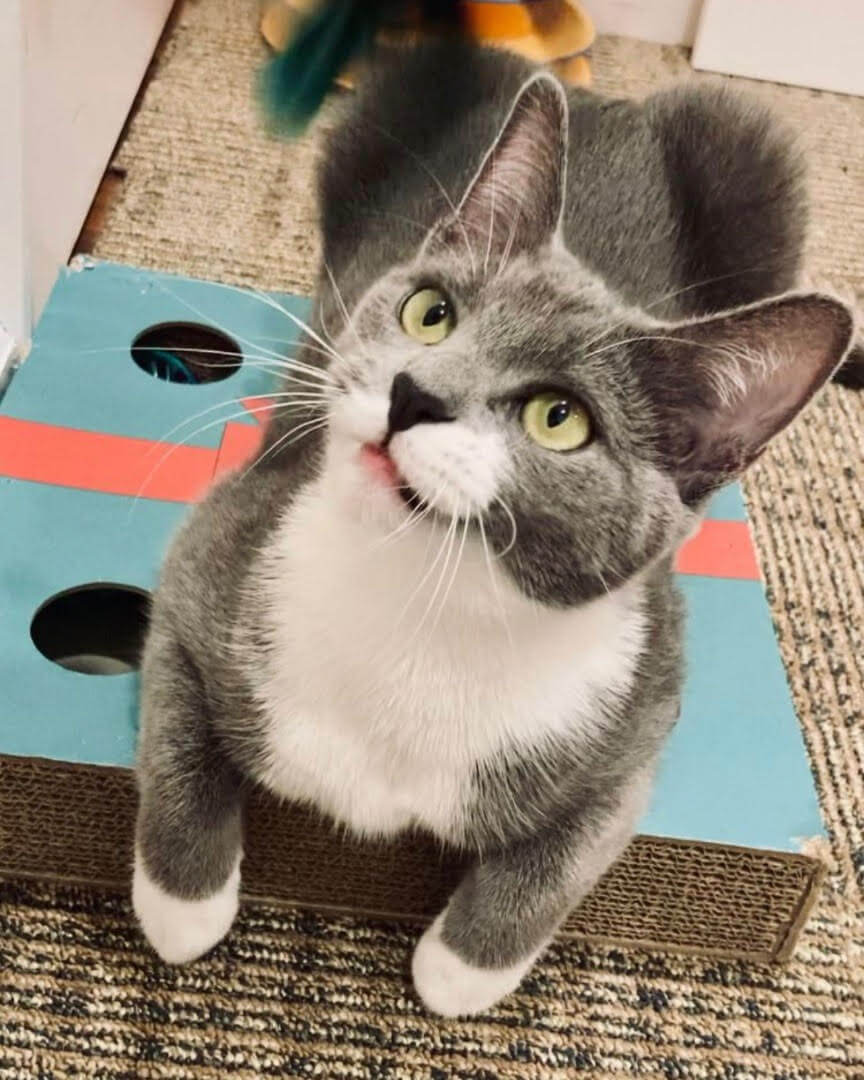 Rosie