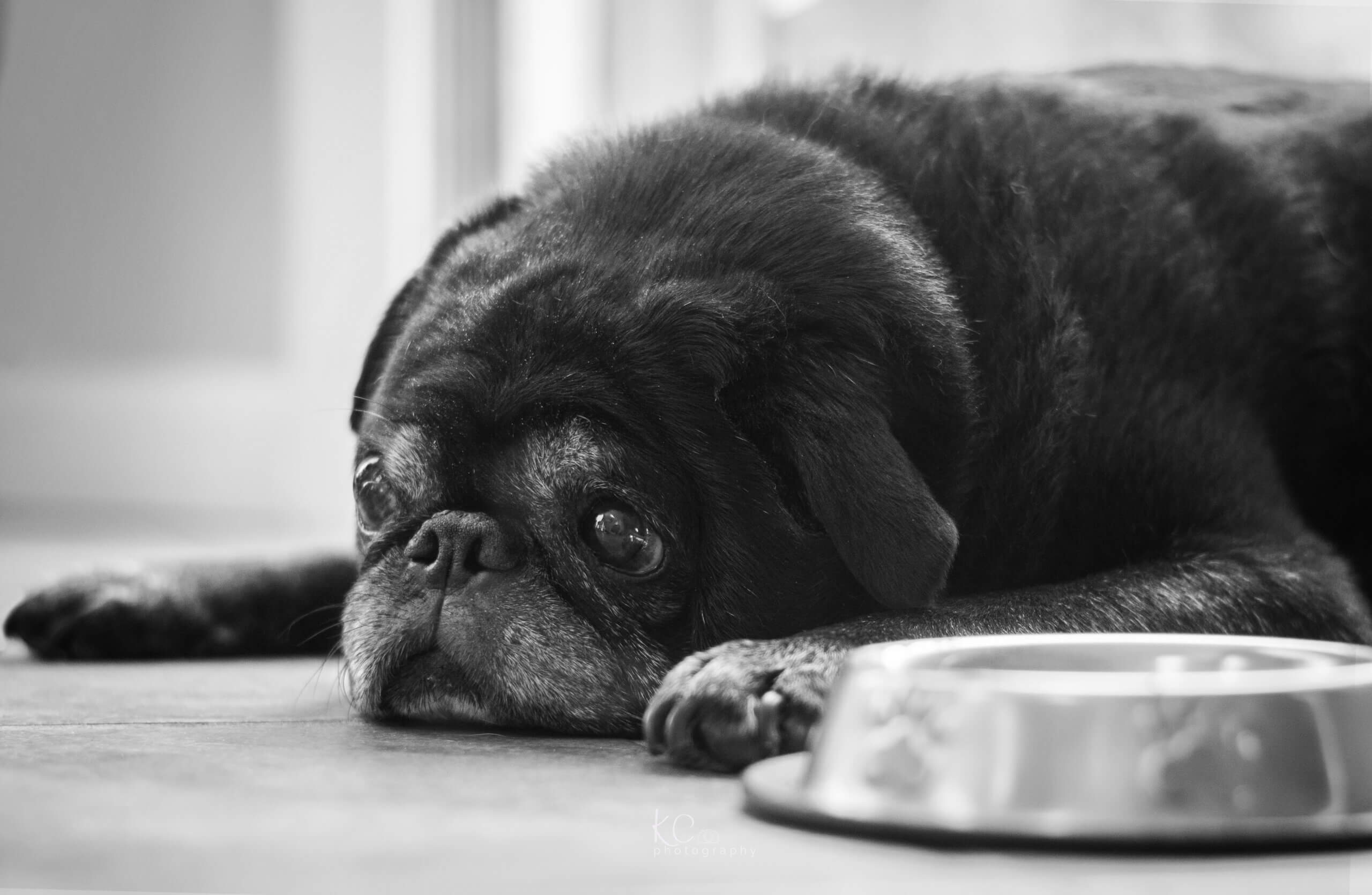 loss of a pet