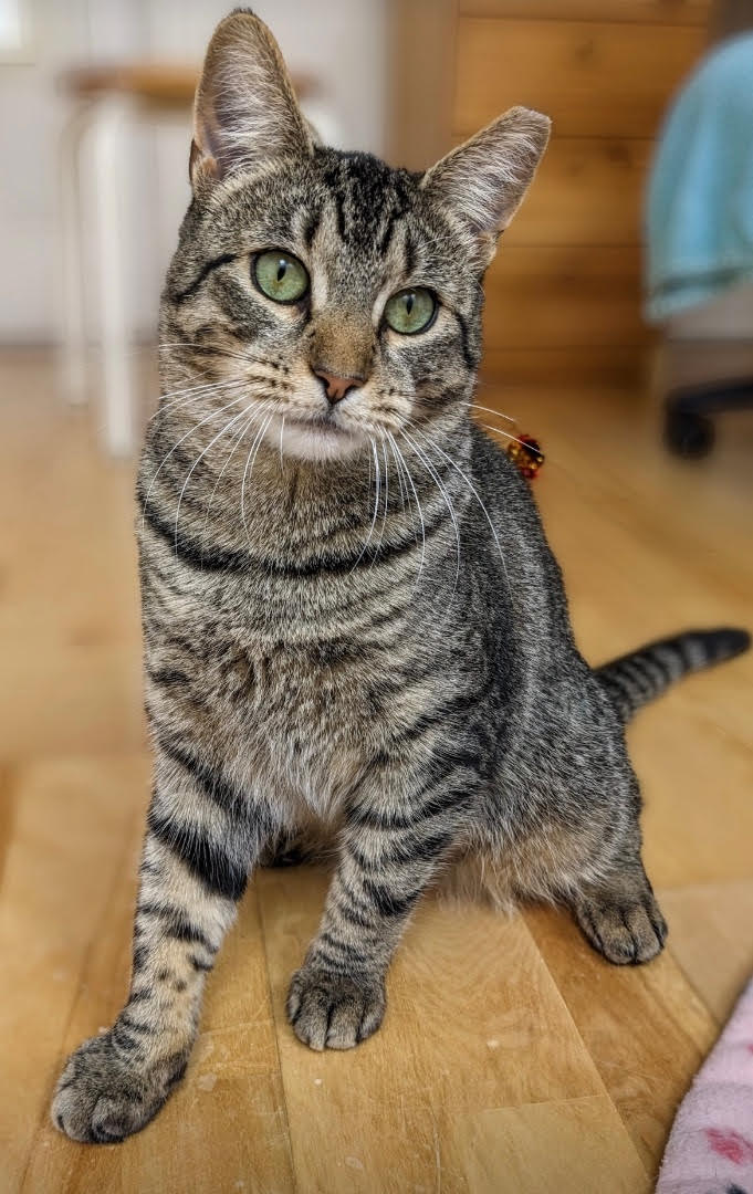 Hazel
