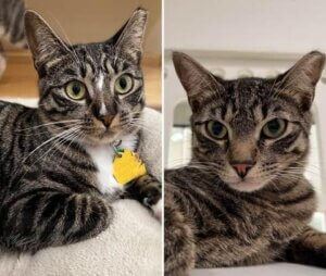 Bastet and Heru