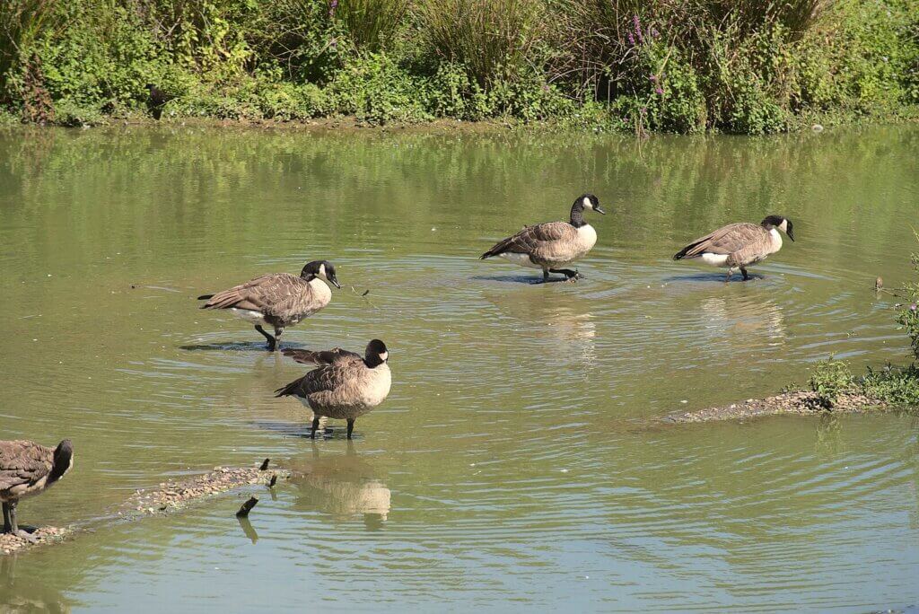 Canada Geese 3