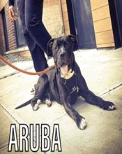 Adoption Aruba