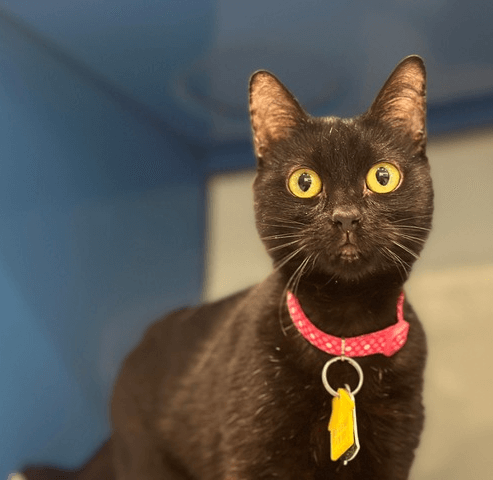 Adoption Catney