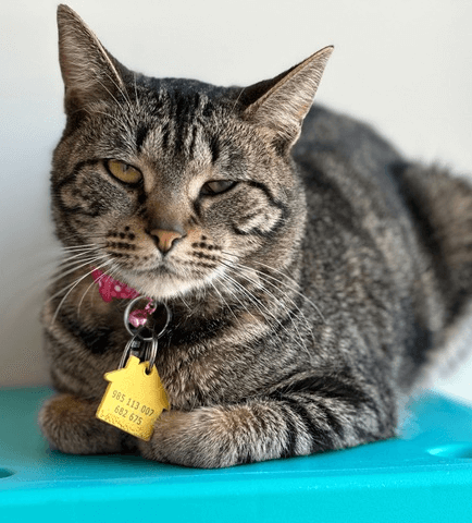 Adoption Huna