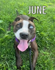 Adoption 3 June