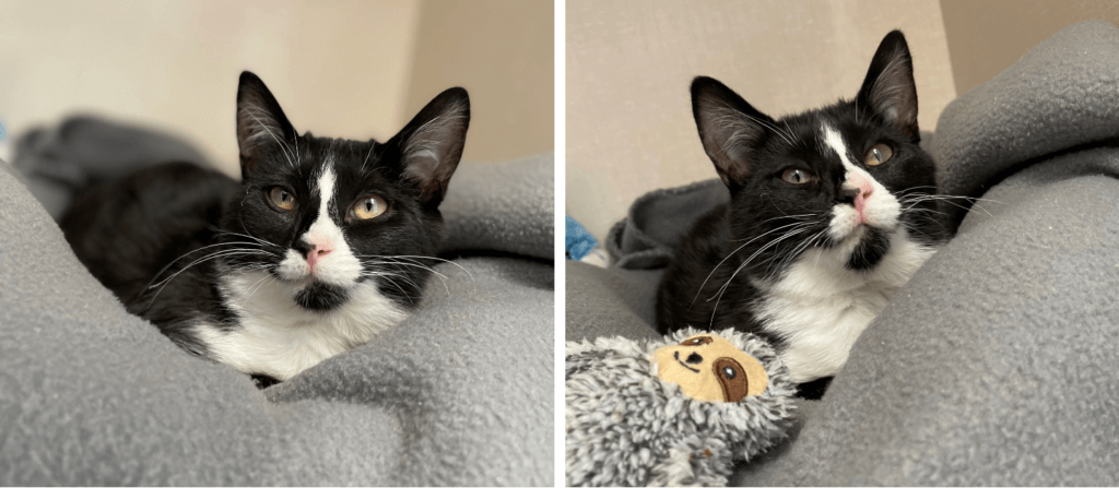 Adoption Zenaya