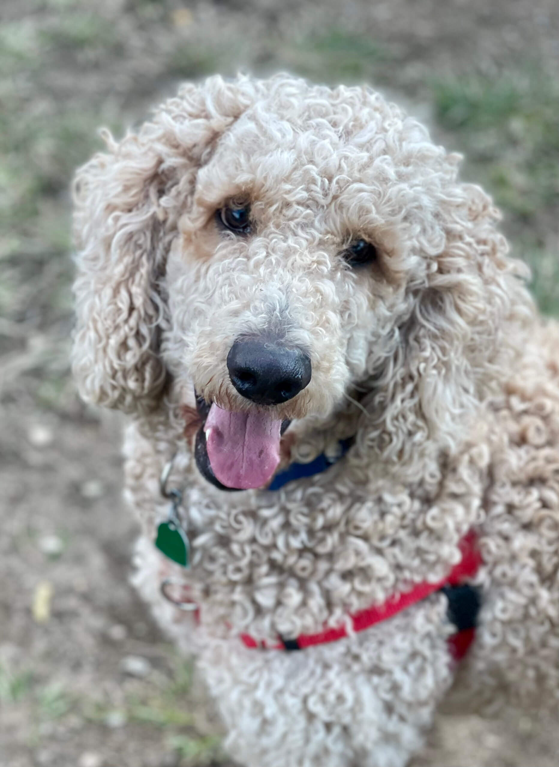 Animals Benji