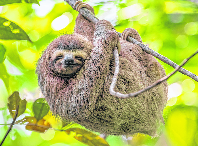 Sloth
