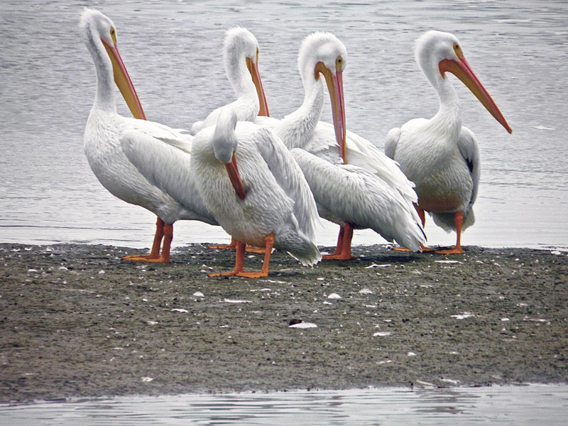 BirdColumn 010318A