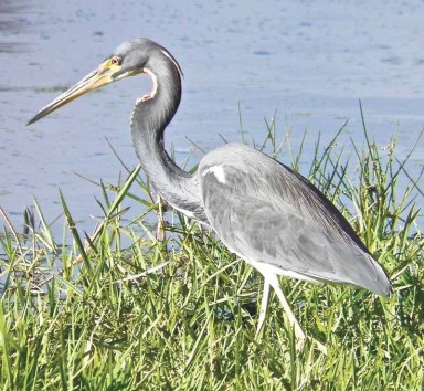 tri colored heron