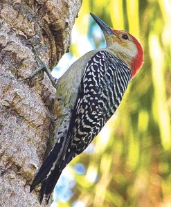 A male red-bellied woodpecker works at its namesake.