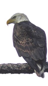 Mature bald eagle