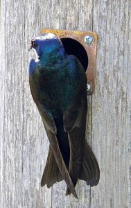 A female tree swallow checks on her young.