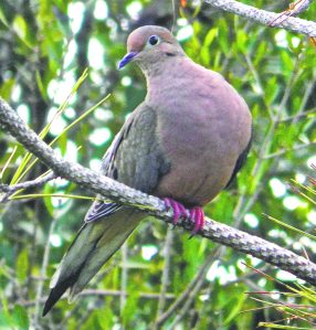 A mourning dove plays it cool in a tree.  (Photos by Michael Givant)