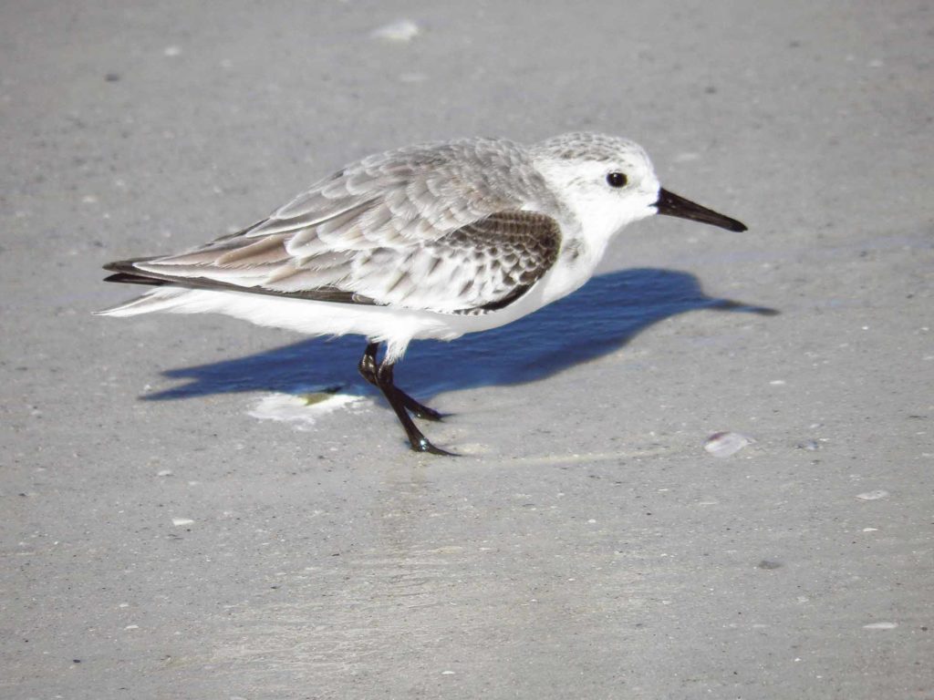 BirdColumn A 1 1024x768 1