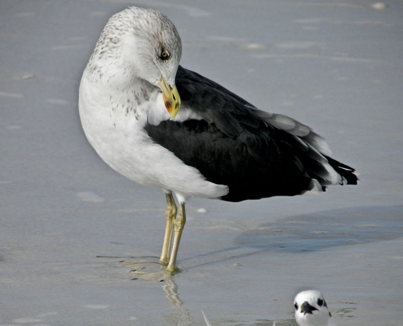 BirdColumn B