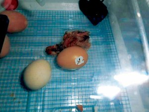 Chicks_072016B