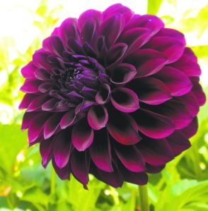 Dahlia B 1004x1024 1
