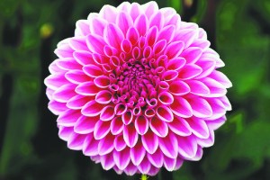 Dahlia A