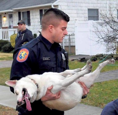 dogrescue_020817_b