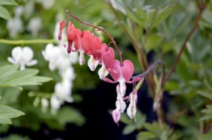 Bleeding Hearts