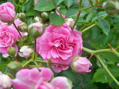 Gardening__December__Ab