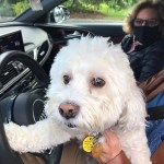 Pets Blessing WEB B