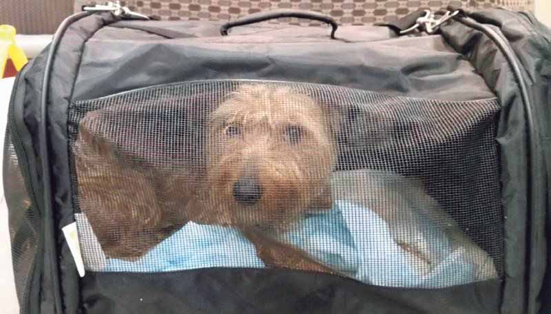 RescueDog B