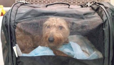 RescueDog_B