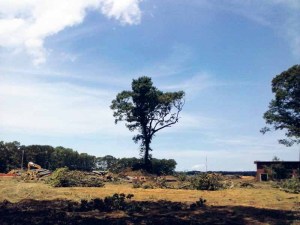 TreesMeet_092816B