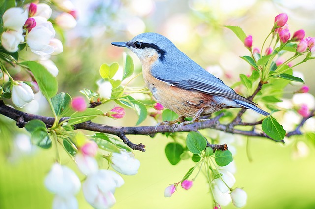 spring bird 2295431 640