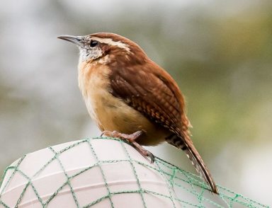 Column.CarolinaWren_022120_677