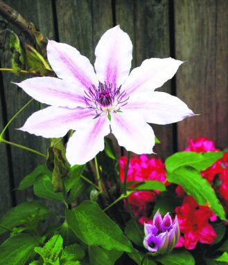 Gardening_Aug_D