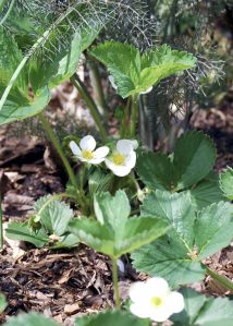 Strawberry plants (Photo by Josephine Borut)