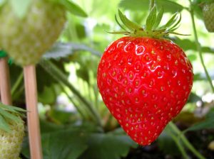 Planting strawberries makes for quite the "sweet" garden