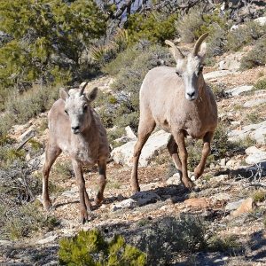 GrandCanyon BighornSheep NPS sq