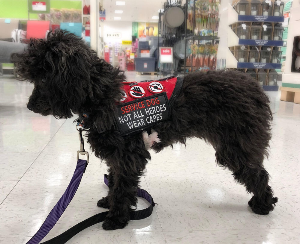 Oped ServiceDogs A web