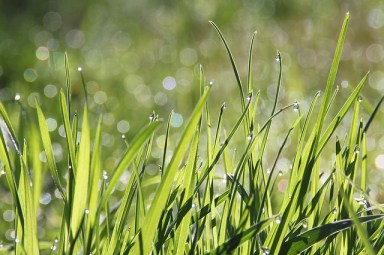 dew-1507498_640 (1)