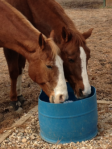 Pal O MineDream and Yankee 251x334 1